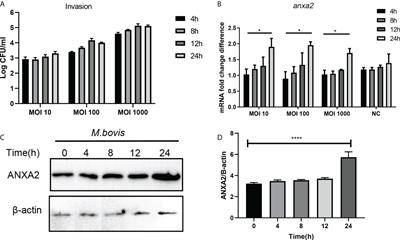 <mark class="highlighted">Annexin A2</mark> regulates Mycoplasma bovis adhesion and invasion to embryo bovine lung cells affecting molecular expression essential to inflammatory response